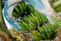 优质香蕉供应 国内顶级品种与市场需求分析